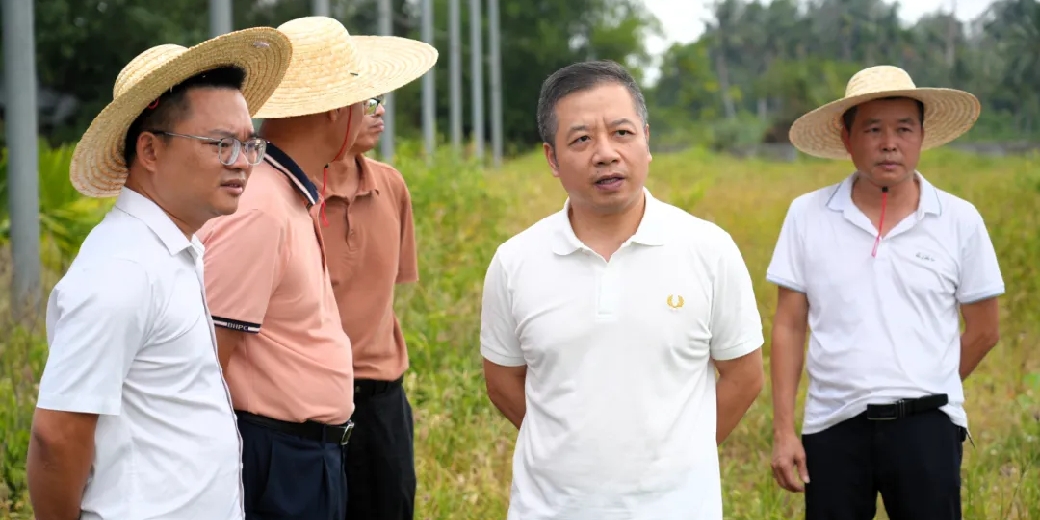 叶厉豪实地调研督导耕地“非粮化”“非农化”整治工作